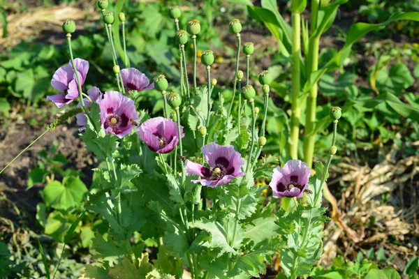 Coquelicots Violets Avec Des Abeilles Sur Pollen Jaune — Photo