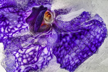 Buz içinde donmuş, bulanık arkaplanı olan güzel bir orkide çiçeği.