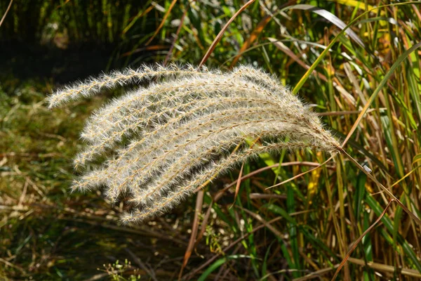 மென்மையான இறகு புல். இயற்கையின் நிலப்பரப்பு மற்றும் அழகு — ஸ்டாக் புகைப்படம்