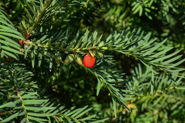 Güneş ışığında yemyeşil porsuk ağacında yetişen kırmızı meyveler, Avrupa porsuk ağacı. — Stok fotoğraf