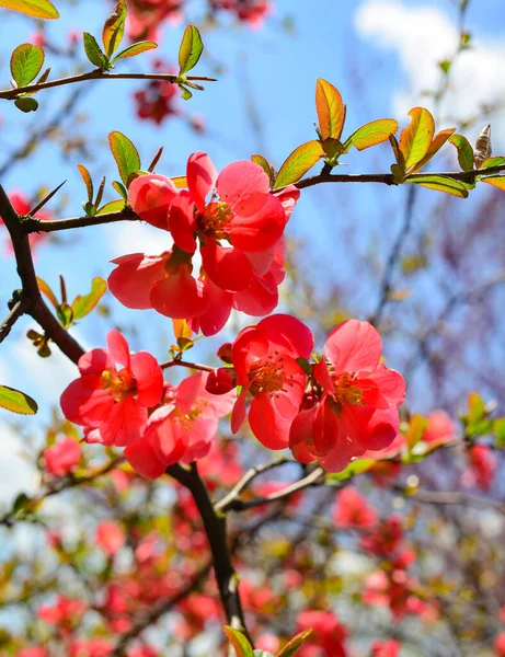 庭の春にはシャネモーレの花。閉鎖 — ストック写真