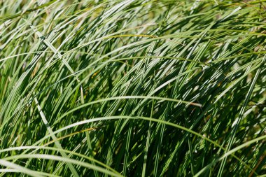 Bahçede Miscanthus Sinensis otları. Dekoratif otlar ve bitkiler peyzaj tasarımında.