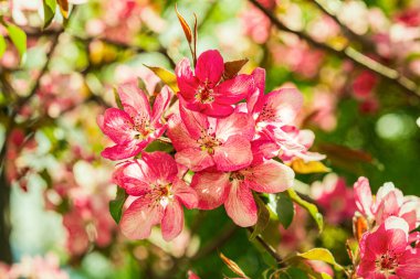 Elma Malus Rudolph ağacı, bulanık arka planında koyu pembe çiçekler var. Bahar. Soyut çiçek deseni.