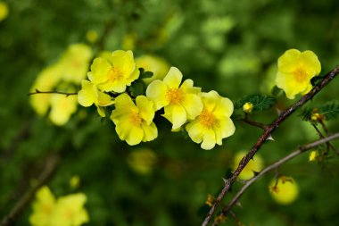 Sarı güllük çiçeklerinin yakın plan çekimi..