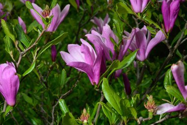 Çiçeklerin arka planında çiçek açan Manolya Çiçeği.