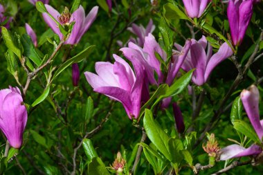 Çiçeklerin arka planında çiçek açan Manolya Çiçeği.