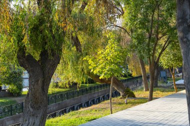 Yol kenarında düzgün budanmış çalılar ve şemsiye şekilli ağaçlarla korunan şehir parkı modern peyzaj ve şehir güzelliğini simgeliyor.