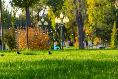Sıcak sonbahar güneşinde yeşil çimlerin ve ağaçların olduğu huzurlu park sahnesi. Sakin atmosferli doğal manzara