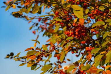 Açık mavi gökyüzünde turuncu böğürtlen ve yeşil yapraklı parlak bir sonbahar dalı. Sonbahar ve doğa kavramları için doğal mevsimsel arka plan