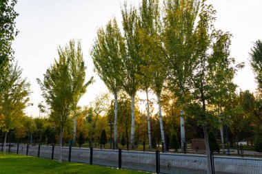 Yeşil çimenler, sarı yapraklar ve beyaza boyanmış ağaç gövdeleri ile sonbahar parkı. Yumuşak akşam ışığında huzurlu mevsimsel manzara
