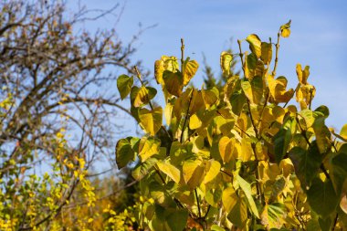 Kalp şeklinde sarı ve yeşil sonbahar yaprakları açık mavi gökyüzüne karşı güneş ışığında parlayarak mevsimsel değişimin güzelliğini yakalıyorlar.