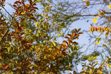 Kalp şeklinde sarı ve yeşil sonbahar yaprakları açık mavi gökyüzüne karşı güneş ışığında parlayarak mevsimsel değişimin güzelliğini yakalıyorlar.