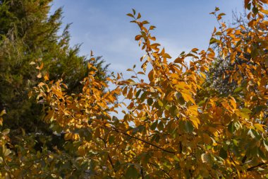 Kalp şeklinde sarı ve yeşil sonbahar yaprakları açık mavi gökyüzüne karşı güneş ışığında parlayarak mevsimsel değişimin güzelliğini yakalıyorlar.