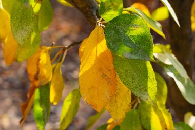 Mevsimsel değişikliklerle ağaç yapraklarının yakın planında, yeşilden sarıya ve kahverengiye, güneş ışığıyla aydınlatılır. Doğa, ekoloji ve mevsimsel kavramlar için mükemmel.