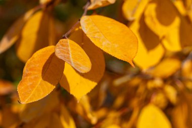 Parlak sarı sonbahar yaprakları güneş ışığında yakınlaşır. Sıcak renklerle ve yumuşak ışıkla doğal mevsimlik arka plan. Sonbahar temaları ve doğa tasarımları için mükemmel.