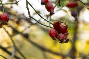 Renkli bir sonbahar arka planına sahip bir dalda olgun gül kalçaları yakın plan. Doğal vitamin kaynağı, bitkisel ilaç ve mevsimsel doğa konsepti