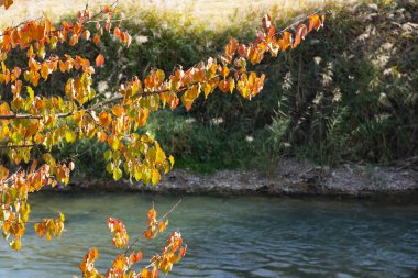Sakin bir nehrin üzerinde sarı ve kırmızı yaprakları olan renkli sonbahar dalları. Sıcak güneş ışığı ve mevsimlik atmosferi olan huzurlu doğal manzara