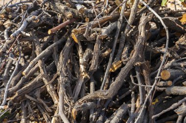 Büyük kuru, ağaç kabuğu dokusuna sahip dallar ve dallar yığını, bahçe, ormancılık, geri dönüşüm veya doğal arka plan temaları için uygun