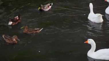 Bir grup ördek ve beyaz kazlar akan bir nehirde birlikte yüzüyorlar. Su yüzeyi ışığı ve hareketi yansıtır, doğal ve huzurlu bir manzara yaratır.