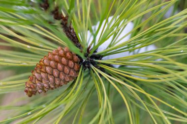 Yeşil bir çam dalında büyüyen genç bir kozalağın yakın çekimi. Doğal orman geçmişi, botanik ayrıntıları, her zaman yeşil olan ağaç konsepti, doğa, ekoloji ve büyüme temaları için uygundur.