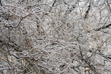 Kış kar yağışında karla kaplı ağaç dalları. Soğuk hava sezonunun doğal arka planı, soğuk dokusu, sakin atmosferi ve yumuşak ışığı var. Kış havası, doğa ve mevsimsel konsept