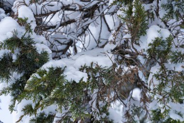 Kış ormanında her yer karla kaplıydı. Yeşil kozalaklı kozalaklı taze beyaz kar soğuk bir kış gününde sakin bir mevsimlik arka plan yaratır.