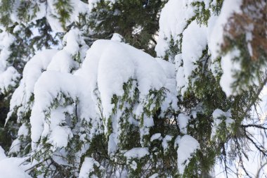 Kış ormanında her yer karla kaplıydı. Yeşil kozalaklı kozalaklı taze beyaz kar soğuk bir kış gününde sakin bir mevsimlik arka plan yaratır.