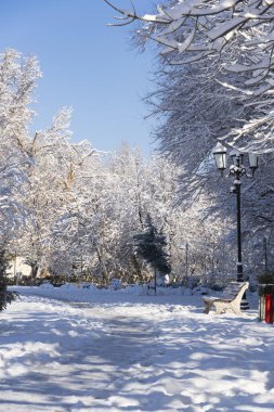 Taze kar yağışı sonrası boş banklar, sokak lambaları ve ağaçlarla kaplı bir park. Berrak mavi gökyüzü, sakin atmosfer ve kopyalama alanı olan huzurlu bir kış şehri.
