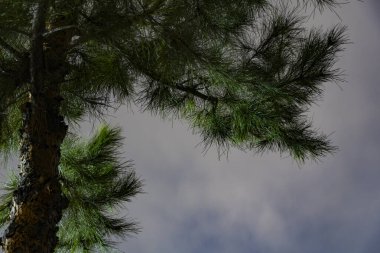 Bulutlu gökyüzüne vurgulanmış çam ağacının dalları ve gövdesine yakın çekim, sakin atmosferli karamsar bir doğal bileşim oluşturuyor.