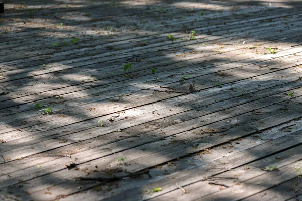 Viejo Pavimento Madera Con Pequeñas Plantas Verdes Entre Tablas Día —  Fotos de Stock