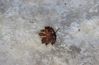 Buzlu yüzeyde yaprak solmuş.