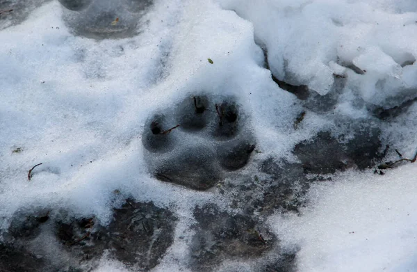 A big dog\'s footprint in a melted snow