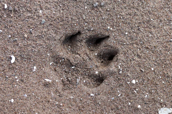 A big dog\'s footprint in sand