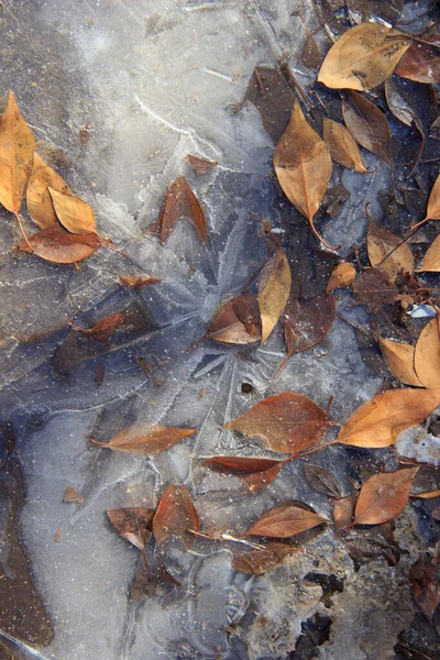 Charco Congelado Con Hojas Secas Caídas Naranja Parcialmente Cubiertas Hielo —  Fotos de Stock