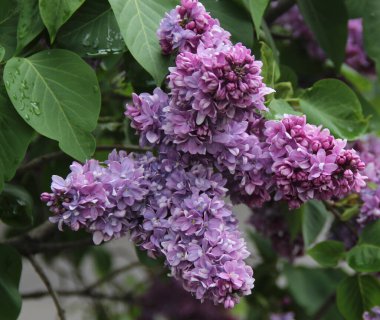 Leylak dalı - Şırınga - İlkbaharda yeşil yapraklı çiçekler