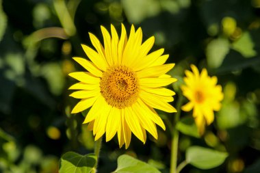 Bir yaz günü bir ayçiçeği tarlasında çiçek açan sıradan ayçiçekleri (Helianthus)