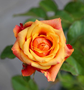 Hafif hasarlı sarı-turuncu bir gül çiçeğine yakın çekim