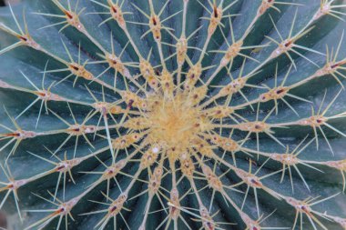 Arka plan olarak Echinocactus grusonii 'nin tepesini kapatın.