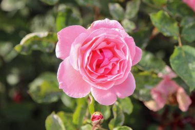 Pembe bir gül çiçeğine yakın çekim