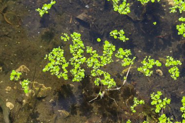 Gölet yüzeyindeki yosunların yakınına.