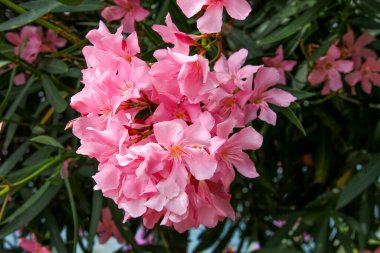 Zakkum çiçeği kümesi - Neryum zakkum