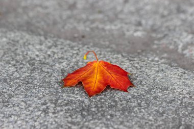 Yerde tek başına sarı akçaağaç yaprağı var. Seçici odaklı fotoğraf