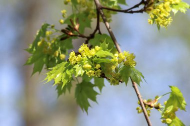 Çiçeklerin ve Norveç akçaağaç ağacının genç yapraklarının yakın çekimi - Acer platanoides