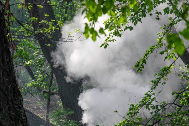 Ormanda yoğun beyaz bir duman bulutu