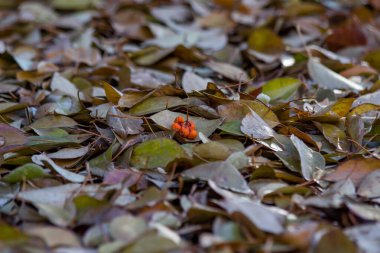 Yaprağın üzerinde ölü yapraklarla kaplı küçük bir demet yaban mersini vardı. Seçici odaklı arkaplan fotoğrafı