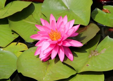 Pembe nilüfer çiçeğinin ve yaprakların kapağı suyun yüzeyinde yüzüyor.