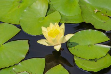 Sarı nilüfer çiçeği ve yaprakları suyun yüzeyinde yüzüyor.