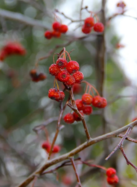 Frozen Rowan Tree Early Winter — Stock Photo, Image