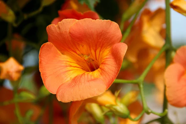 Closeup Chinese Trumpet Vine Campsis Grandiflora Flower — Stock Photo, Image
