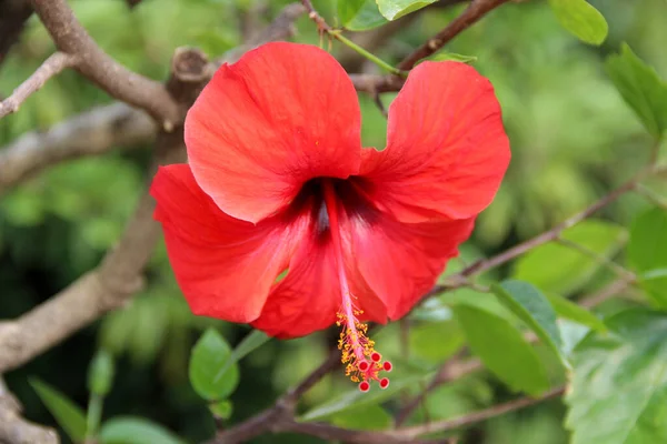 Sluitingen Van Een Rode Chinese Hibiscus Hibiscus Rosa Sinensis Bloem — Stockfoto